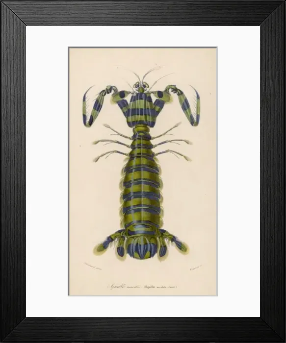 Framed Print : Mantis Shrimp Framed Print : Mantis Shrimp