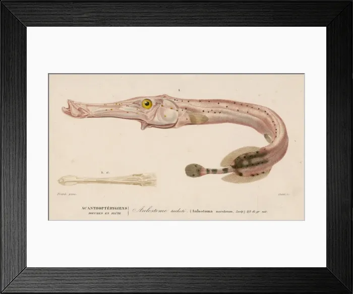 Framed Print : Trumpet Fish Framed Print : Trumpet Fish