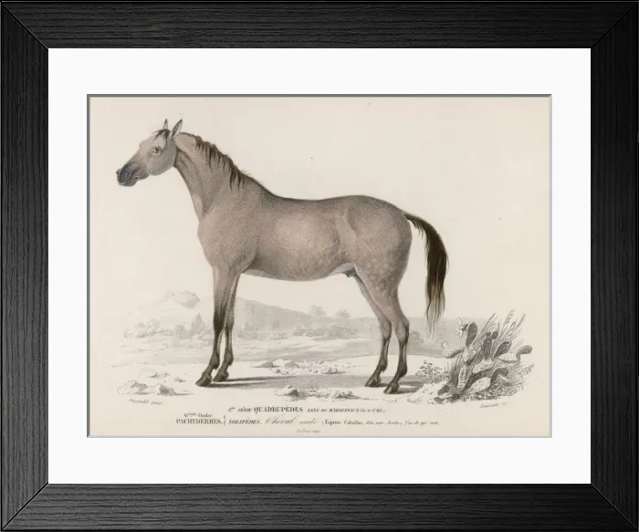 Framed Print : Arabian Horse Framed Print : Arabian Horse