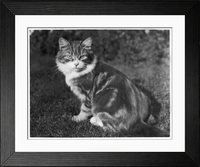 Framed Print : Tabby in Garden Framed Print : Tabby in Garden