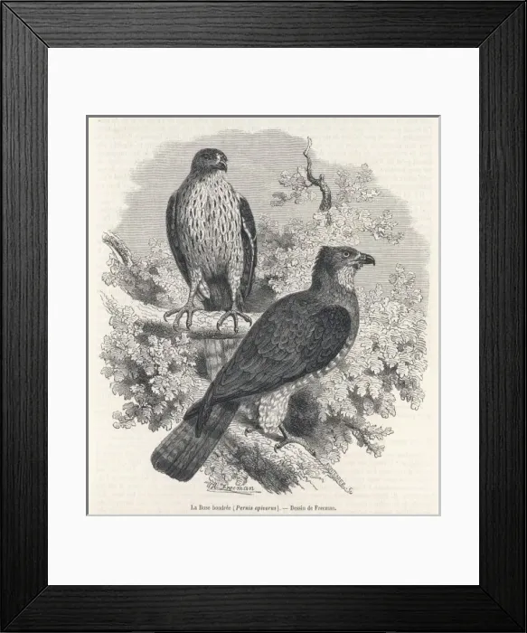 Framed Print : Honey Buzzard 1862 Framed Print : Honey Buzzard 1862