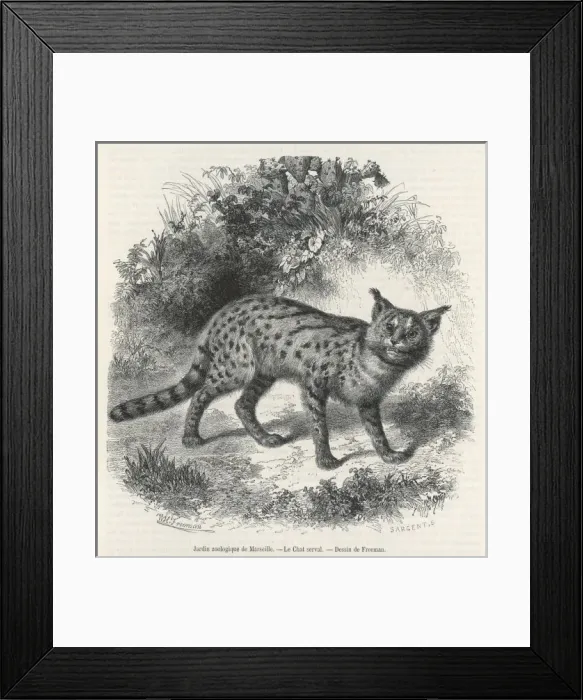 Framed Print : Serval Cat 1857 Framed Print : Serval Cat 1857