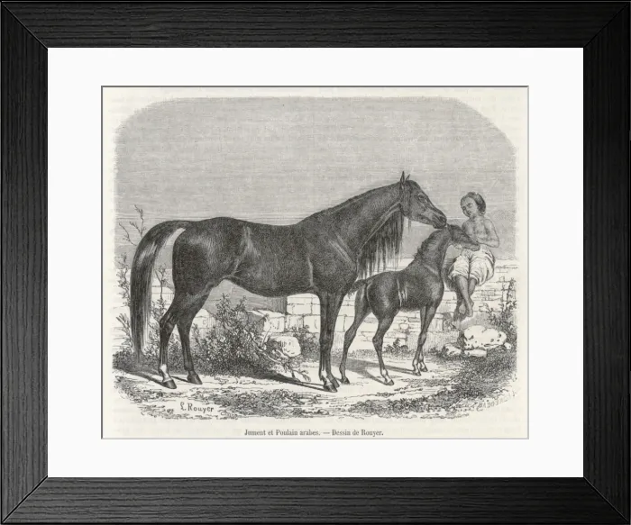 Framed Print : Arabian Horse 1861 Framed Print : Arabian Horse 1861
