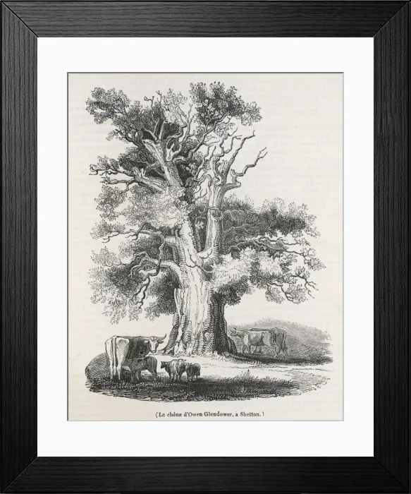 Framed Print : GLENDOWERs OAK 1838 Framed Print : GLENDOWERs OAK 1838