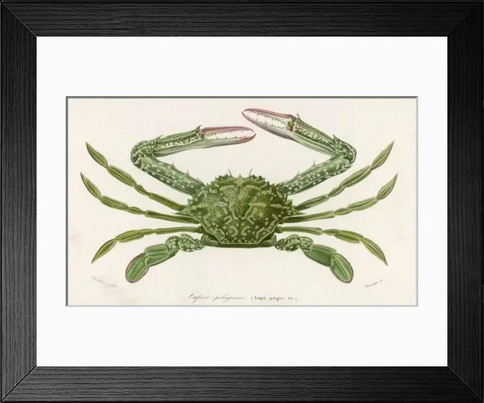 Framed Print : CRAB 1849. Lupa pelagica Framed Print : CRAB 1849. Lupa pelagica