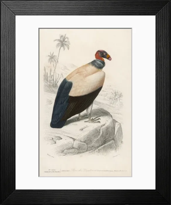 Framed Print : King Vulture 1849
