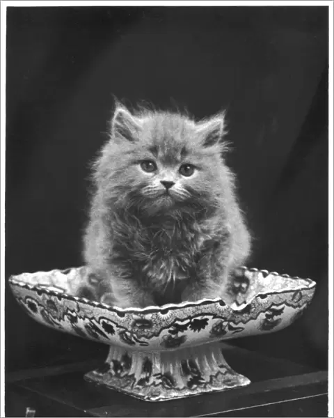 Blue Persian Kitten  /  1936