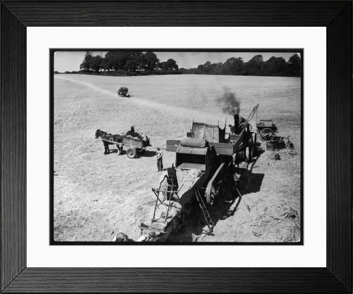 Framed Print : Steam Thresher 1930S Framed Print : Steam Thresher 1930S
