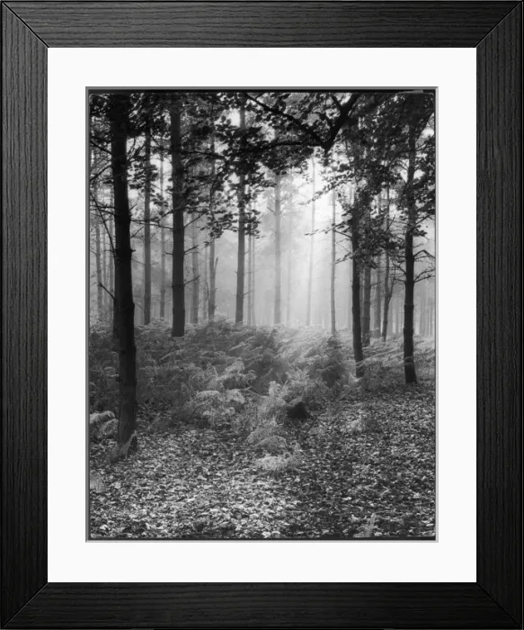Framed Print : Misty Wood 1930S Framed Print : Misty Wood 1930S