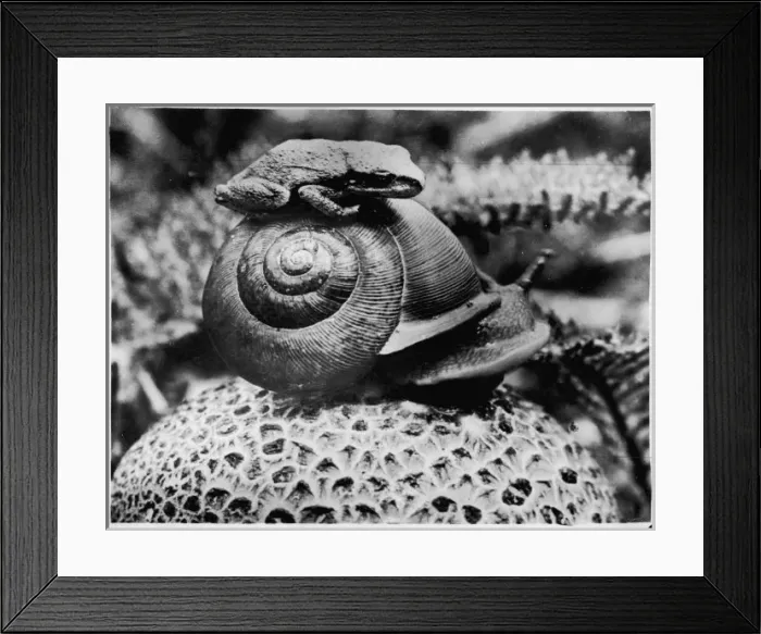Framed Print : The Snail & the Frog Framed Print : The Snail & the Frog