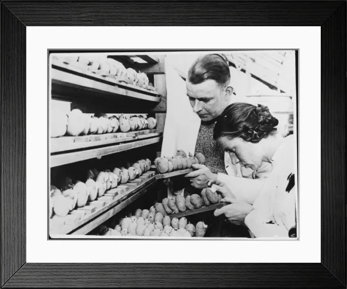 Framed Print : German Potato Doctors Framed Print : German Potato Doctors