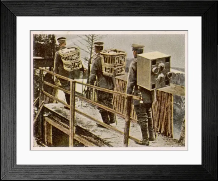 Framed Print : German Pigeon Post 1915 Framed Print : German Pigeon Post 1915