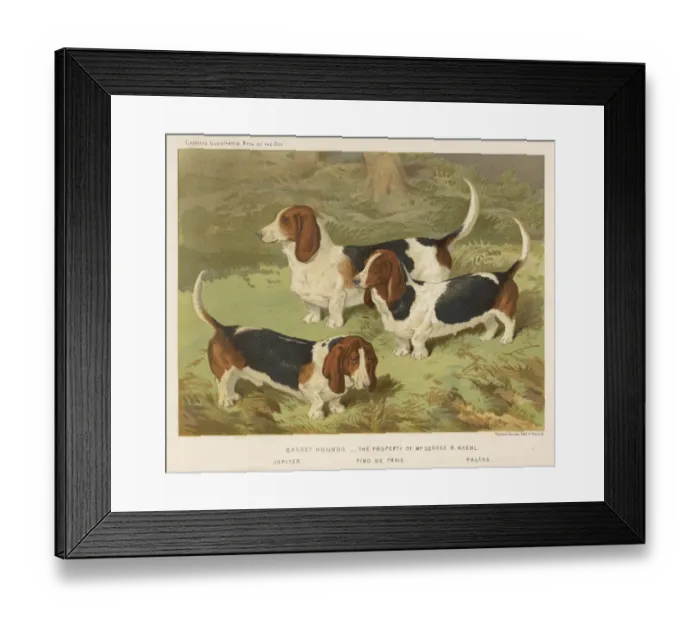 Framed Print : Basset Hound (Shaw) Framed Print : Basset Hound (Shaw)