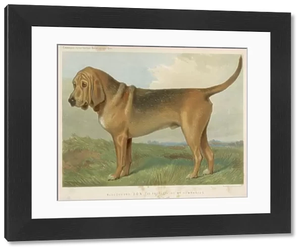 Bloodhound (Vero Shaw)