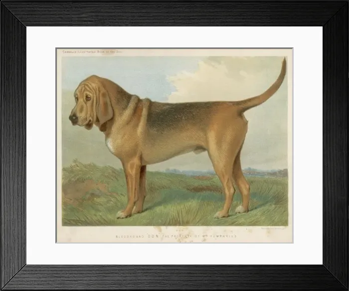 Framed Print : Bloodhound (Vero Shaw) Framed Print : Bloodhound (Vero Shaw)