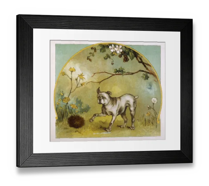Framed Print : Bulldog and Hedgehog Framed Print : Bulldog and Hedgehog