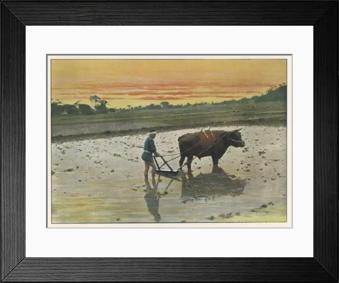 Framed Print : Japan Rice Farming 1890S Framed Print : Japan Rice Farming 1890S