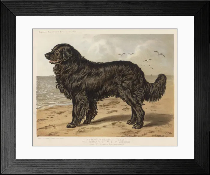 Framed Print : Newfoundland (Shaw) Framed Print : Newfoundland (Shaw)