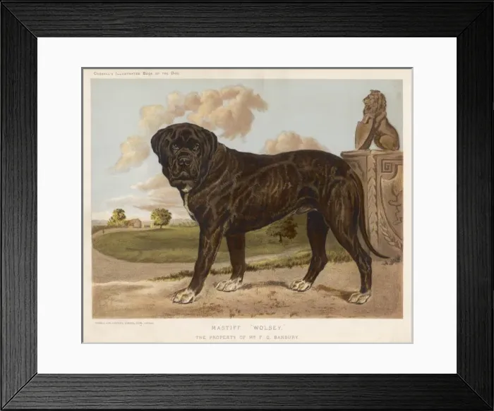 Framed Print : Mastiff (Shaw) Framed Print : Mastiff (Shaw)