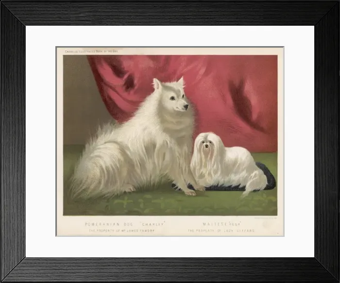 Framed Print : Pomeranian (Shaw) Framed Print : Pomeranian (Shaw)
