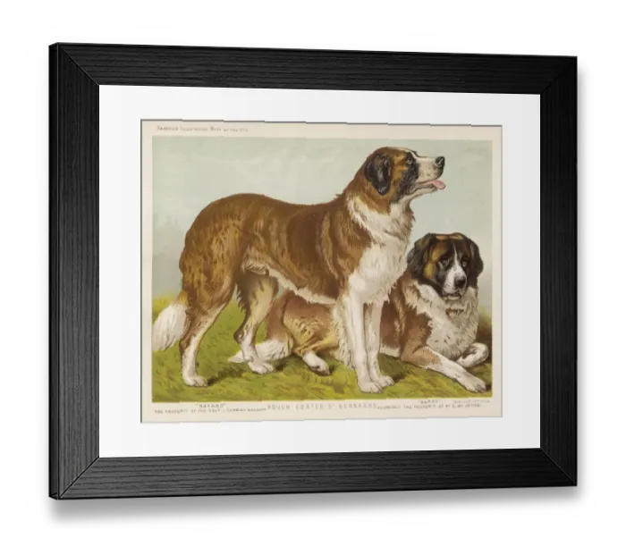Framed Print : St Bernard (Vero Shaw) Framed Print : St Bernard (Vero Shaw)