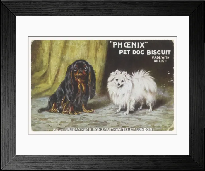 Framed Print : K C Spaniel and Pom Framed Print : K C Spaniel and Pom
