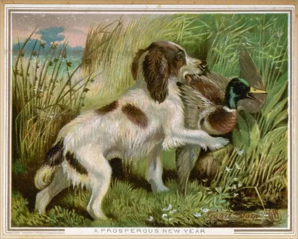 Springer Spaniel Card