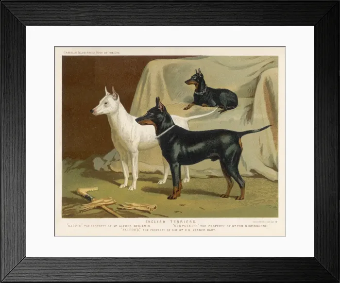 Framed Print : Three Kinds of Terrier Framed Print : Three Kinds of Terrier