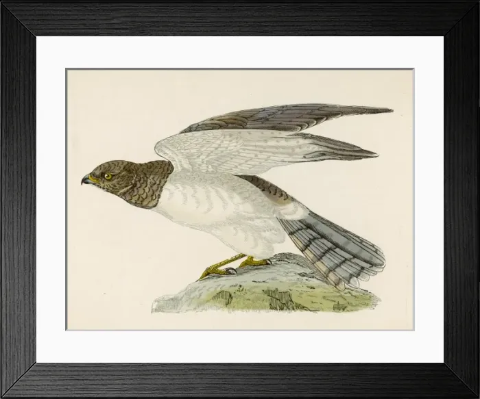 Framed Print : Hen Harrier (Morris)