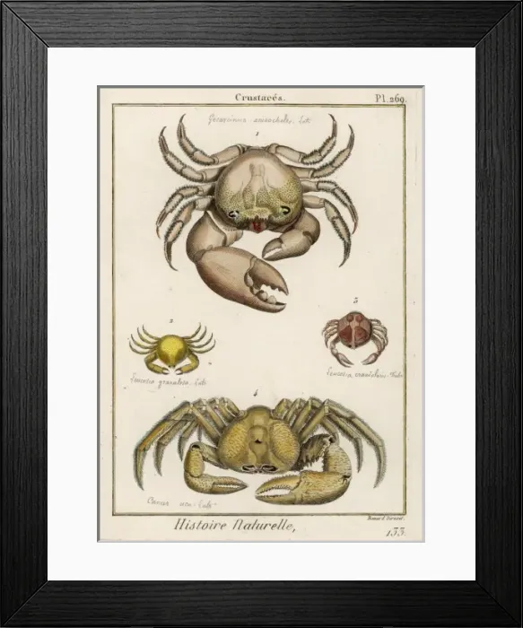 Framed Print : Various Crabs Framed Print : Various Crabs