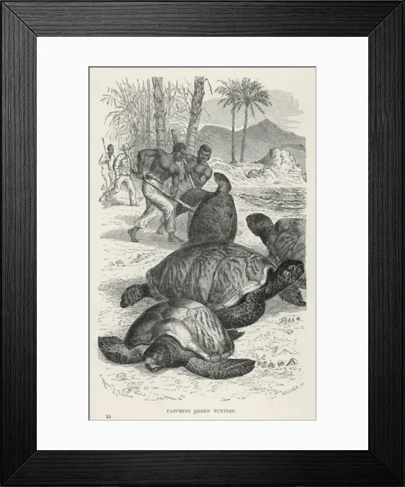 Framed Print : Hunting Green Turtles Framed Print : Hunting Green Turtles