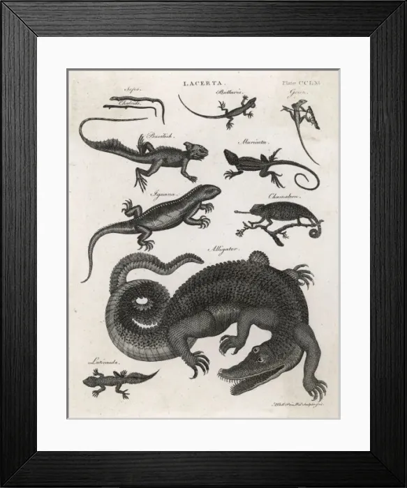 Framed Print : Alligator (Enc. Brit. ) Framed Print : Alligator (Enc. Brit. )