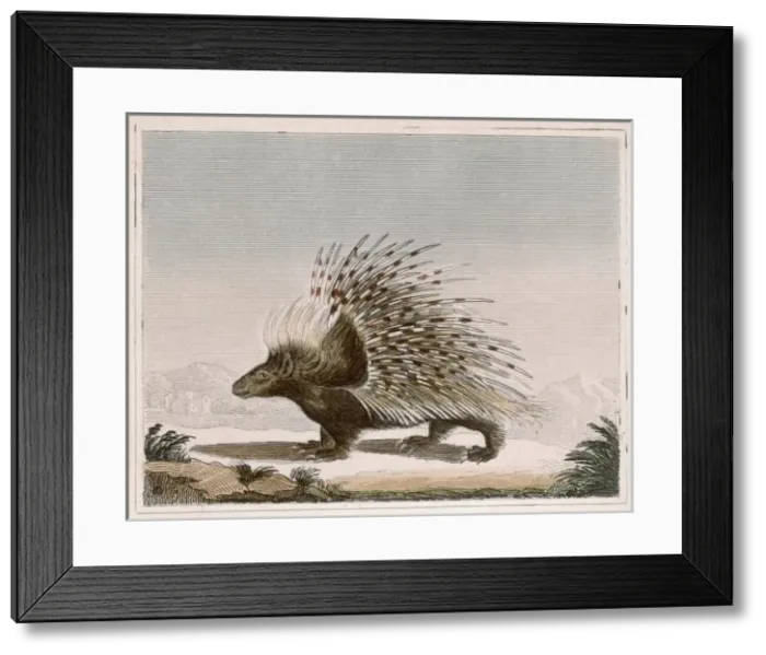 Framed Print : PORCUPINE. Rodent quadruped of the hystericidae family Framed Print : PORCUPINE. Rodent quadruped of the hystericidae family