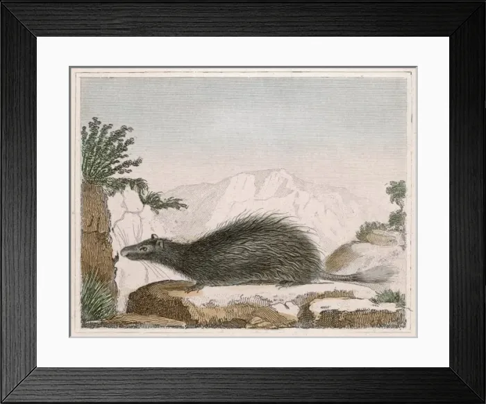 Framed Print : Malaca Porcupine Framed Print : Malaca Porcupine