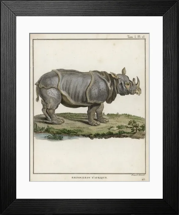 Framed Print : Rhinoceros (C18) Framed Print : Rhinoceros (C18)