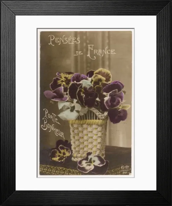 Framed Print : Pansy Postcard Framed Print : Pansy Postcard