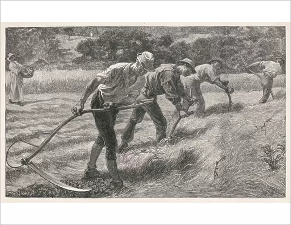 Scything the Hay
