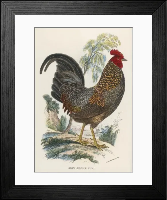 Framed Print : Grey Jungle Fowl Framed Print : Grey Jungle Fowl