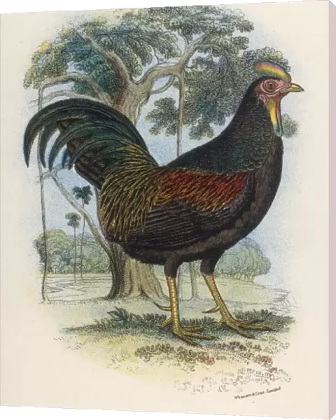 Javan Jungle Fowl