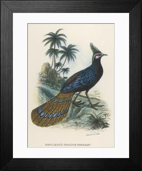 Framed Print : Nap. Peacock-Pheasant Framed Print : Nap. Peacock-Pheasant