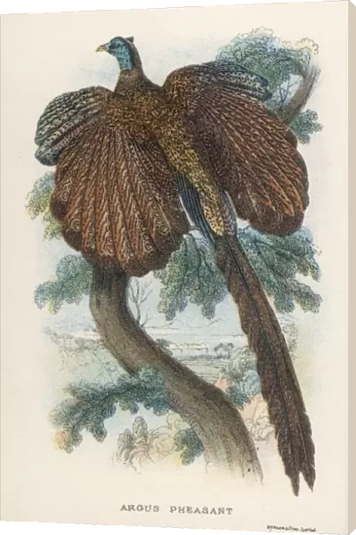 Argus Pheasant