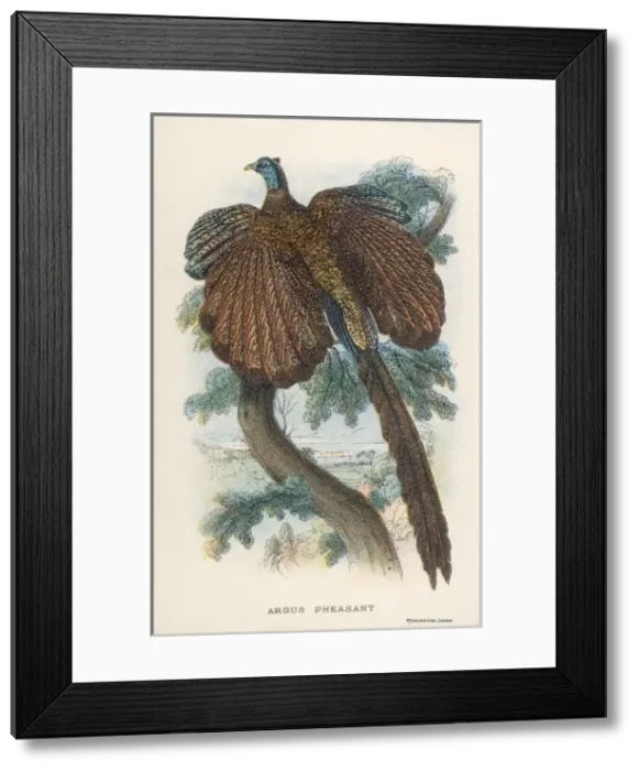 Framed Print : Argus Pheasant Framed Print : Argus Pheasant