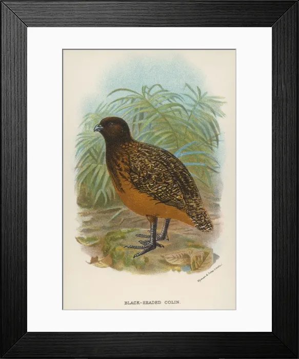 Framed Print : Black-Headed Colin Framed Print : Black-Headed Colin