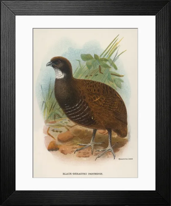 Framed Print : Black-Breasted Partridge Framed Print : Black-Breasted Partridge