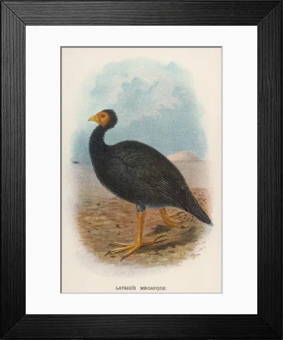 Framed Print : Layards Megapode Framed Print : Layards Megapode