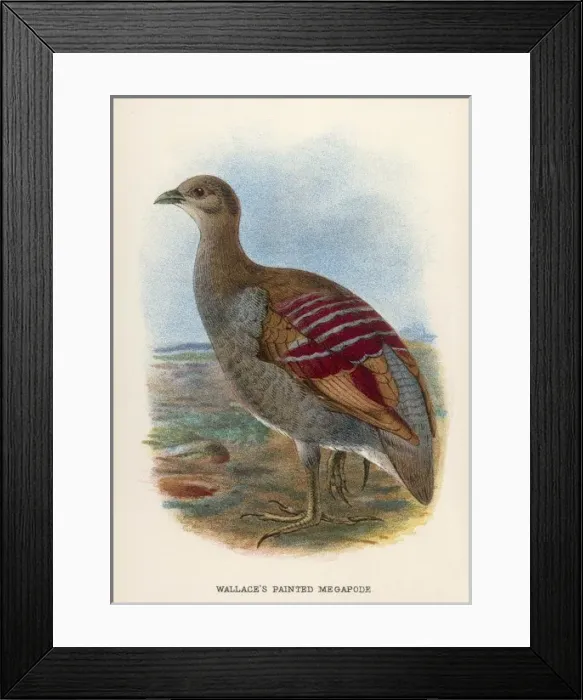 Framed Print : Wallaces Megapode Framed Print : Wallaces Megapode