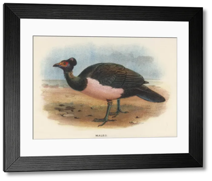 Framed Print : THE MALEO. MALEO megacephalon maleo Only one species of this genus is known - this is it Framed Print : THE MALEO. MALEO megacephalon maleo Only one species of this genus is known - this is it