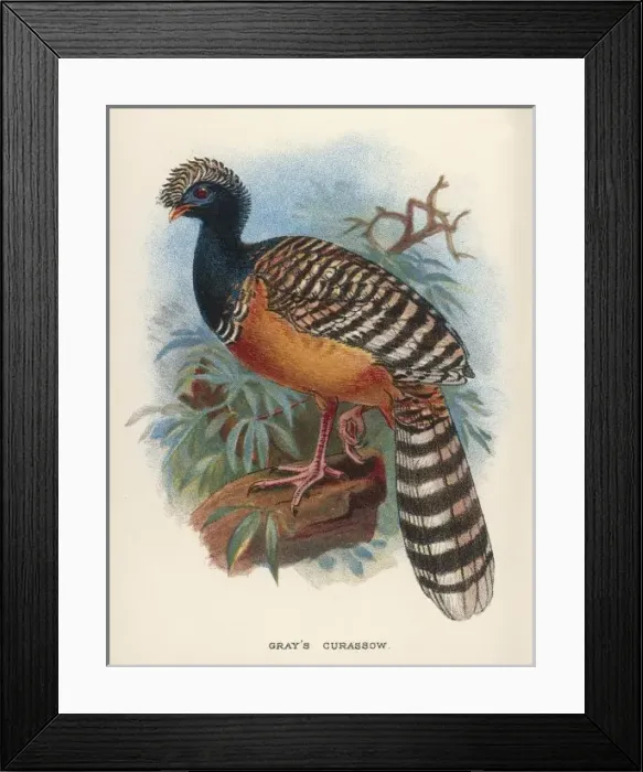 Framed Print : Grays Curassow Framed Print : Grays Curassow