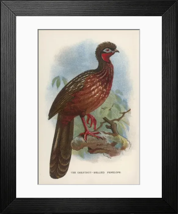 Framed Print : Chestnut Penelope Framed Print : Chestnut Penelope