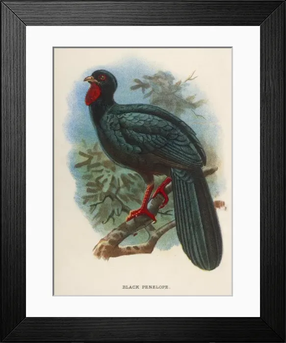 Framed Print : Black Penelope Framed Print : Black Penelope